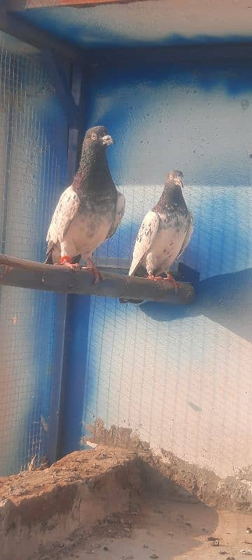 2 breeder joray pigeon kabutar kabotar 0