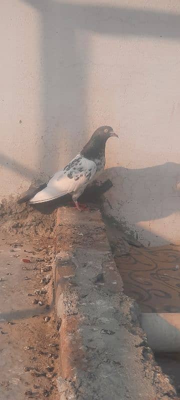 2 breeder joray pigeon kabutar kabotar 1