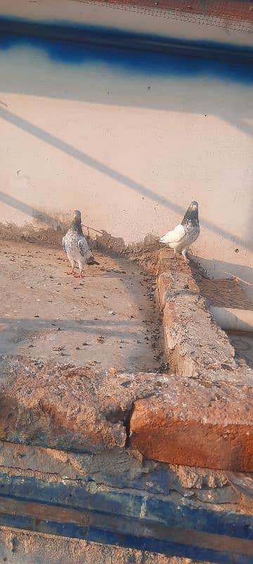 2 breeder joray pigeon kabutar kabotar 3