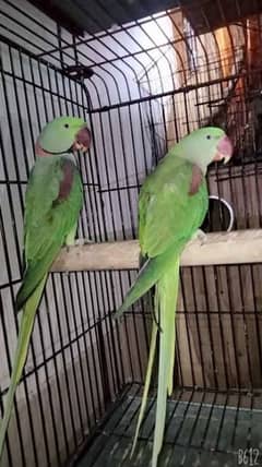 Green,yellow, white ring neck and raw  for sale(03295811855 WhatsApp)