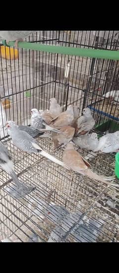 Doves  Blue pied| Red Pied | Diamond Pied