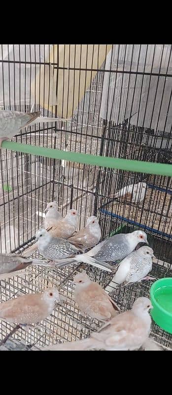 Java or Doves  Blue pied| Red Pied | Diamond Pied 1