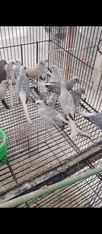 Java or Doves  Blue pied| Red Pied | Diamond Pied 3