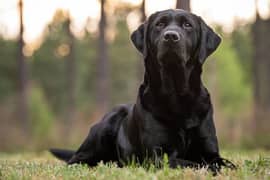 British Labrador