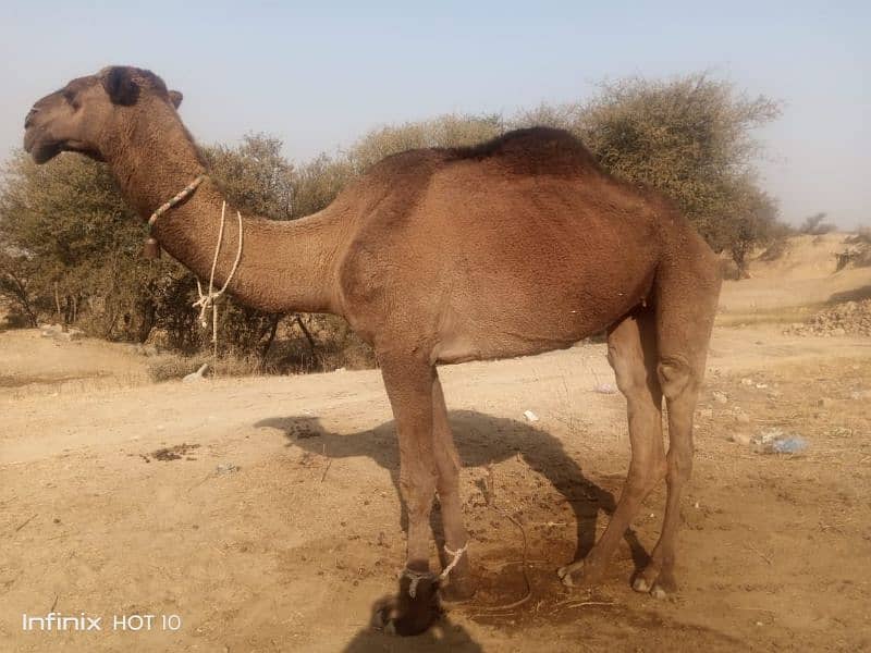 Camel Female For Sale 1