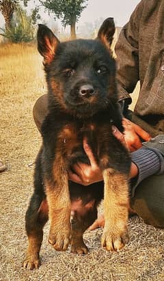 German shepherd puppies for sale / puppy / GSD pup / german shepherd