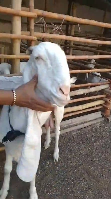 gulabi bakri 1