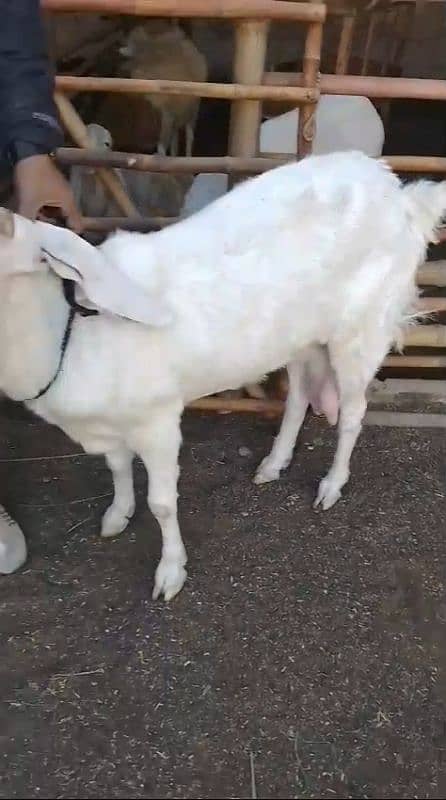 gulabi bakri 4