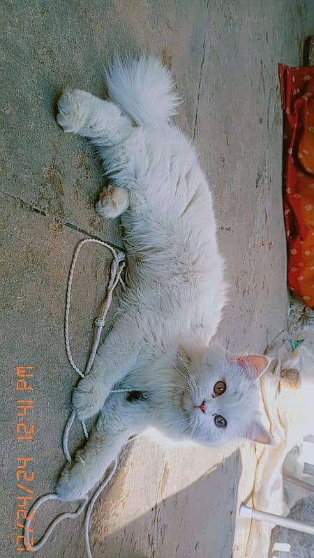 Persian cat for sale 0