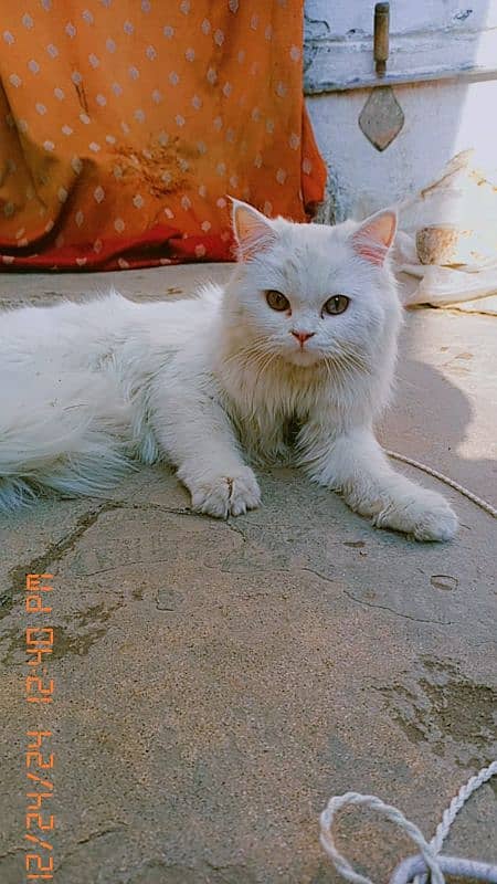 Persian cat for sale 1