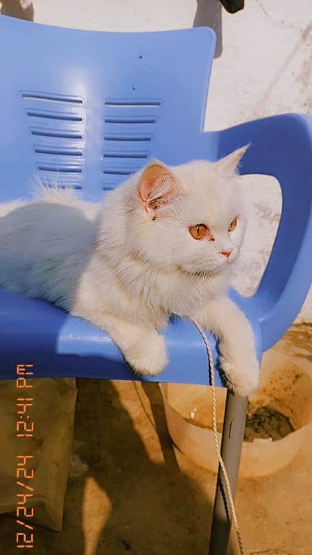 Persian cat for sale 2