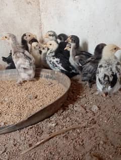 Bantam chicks