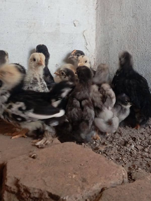 Bantam chicks 1