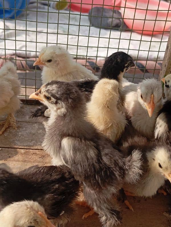 Bantam chicks 2