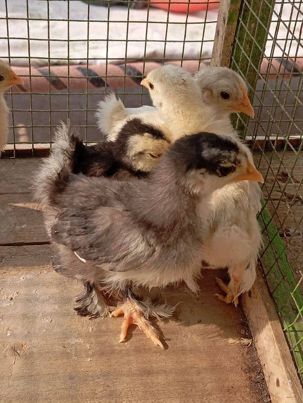 Bantam chicks 3