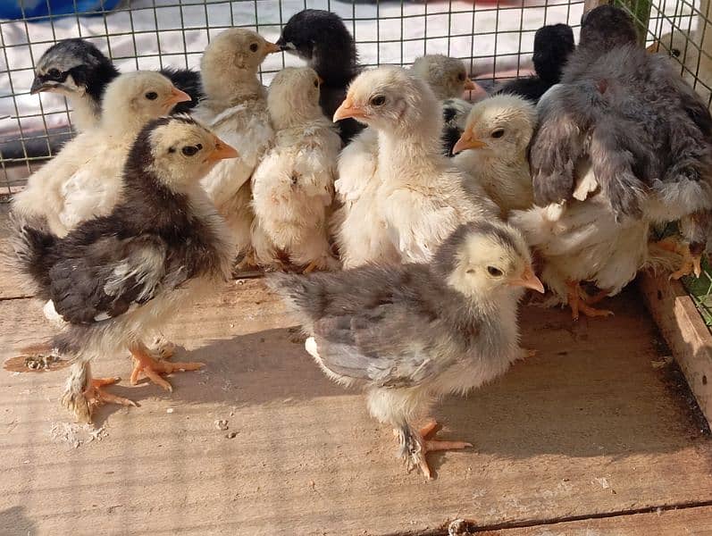 Bantam chicks 5