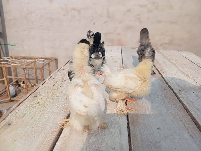 Bantam chicks 6