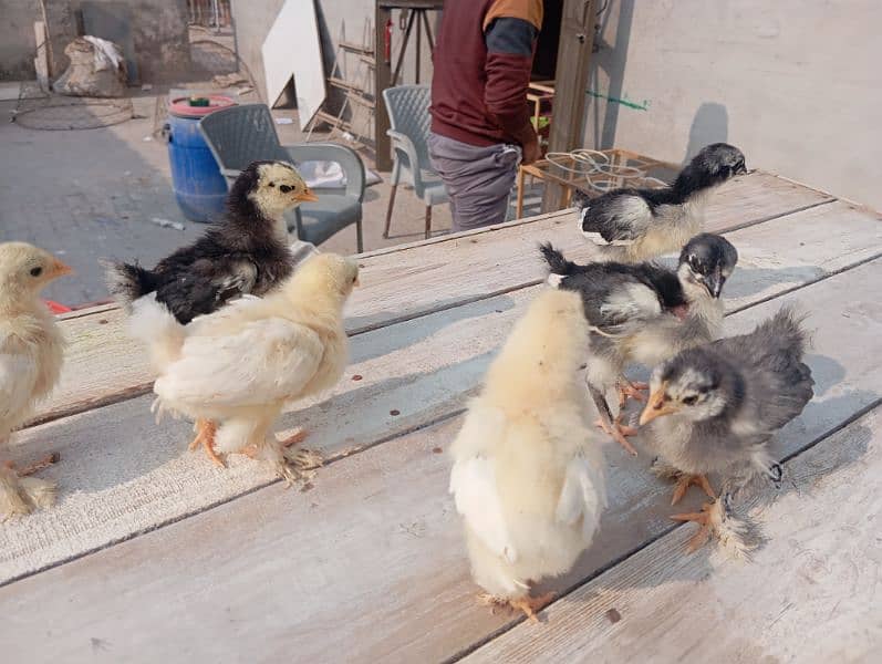 Bantam chicks 7