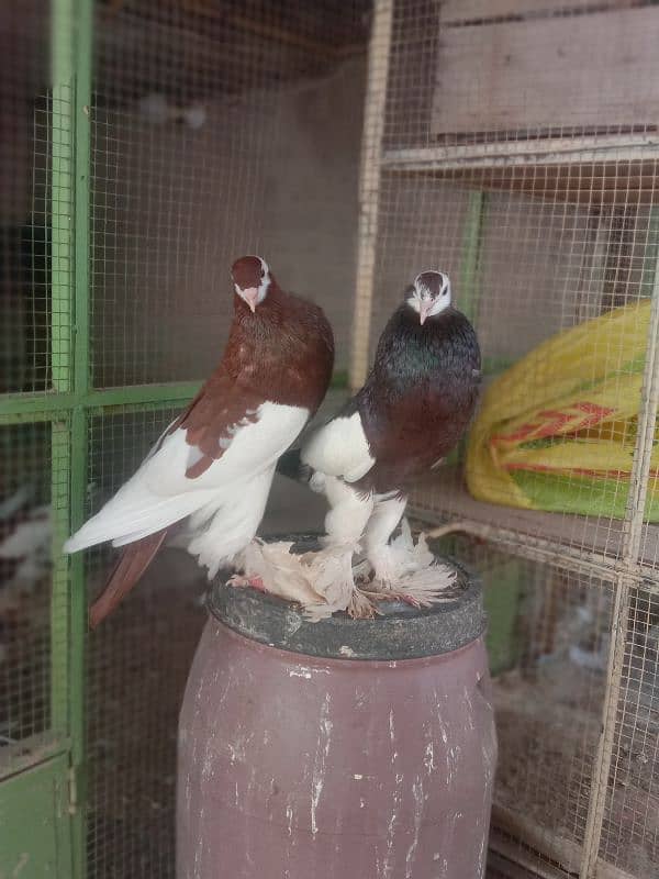 Megpei male and female full breeder pair 4