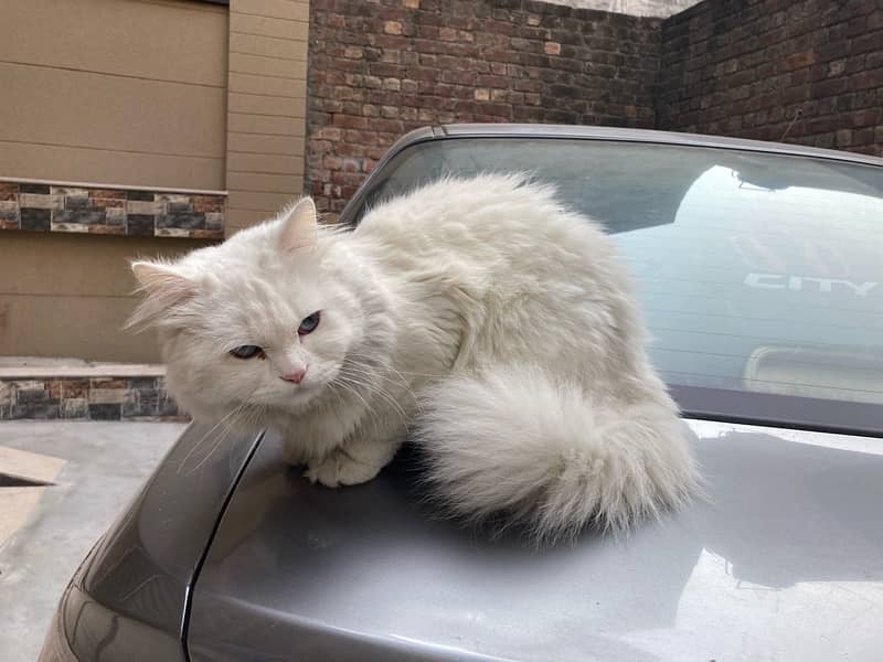 Male Persian Blue Eye Male for Sale Healthy & Active 0