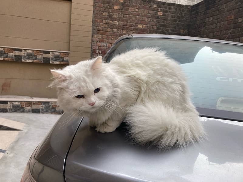 Male Persian Blue Eye Male for Sale Healthy & Active 1