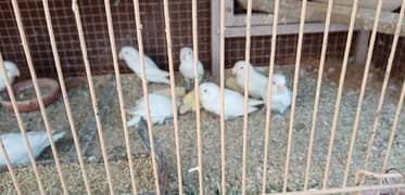 Albino split Albino red eyes Parblue 40 piece breeders + cage