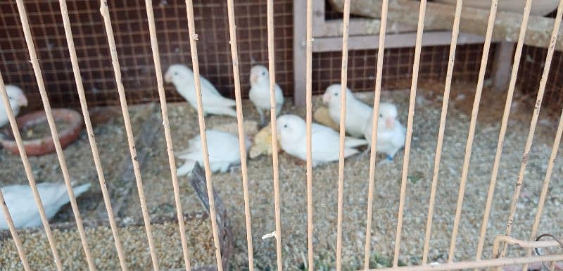 Albino split Albino red eyes Parblue 40 piece breeders + cage 0