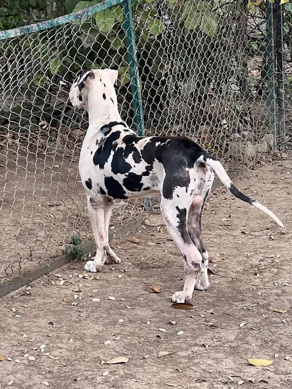 Harlequin Great Dane male for stud 2