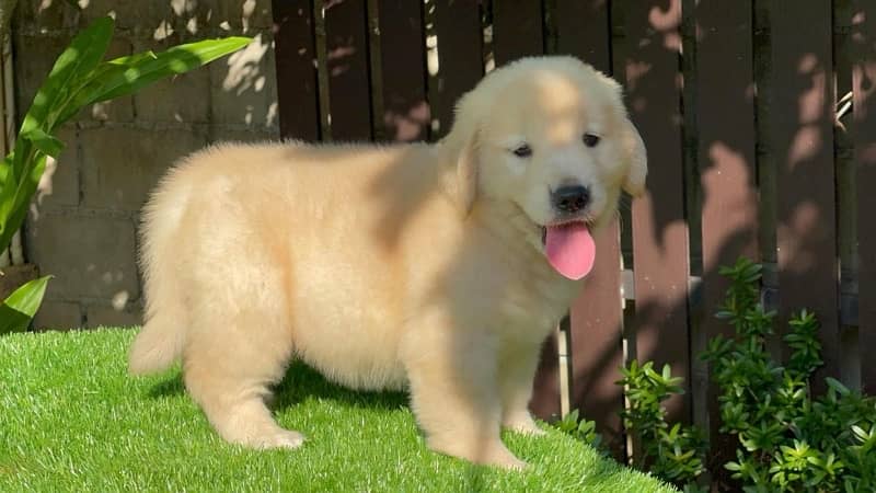 golden retriever pedigree microchipped puppies available here 2