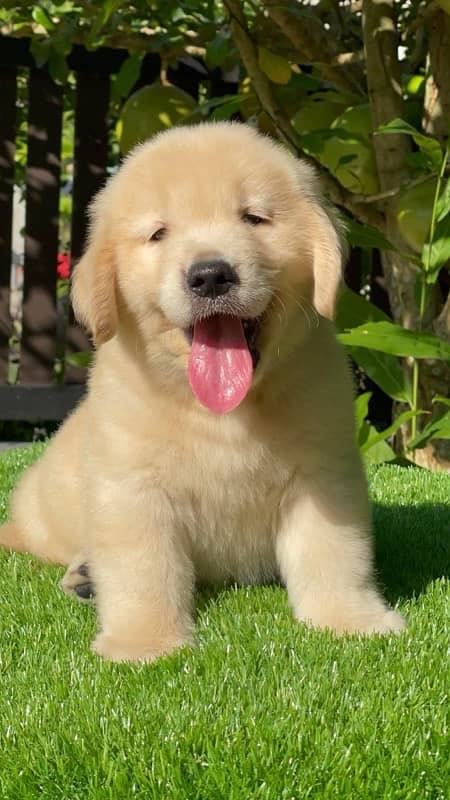 golden retriever pedigree microchipped puppies available here 3