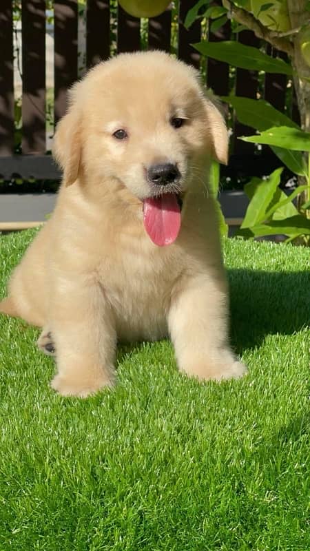 golden retriever pedigree microchipped puppies available here 5