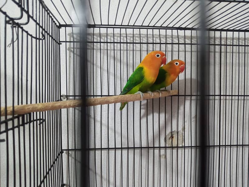 Love birds breeder pair with fertile eggs 0