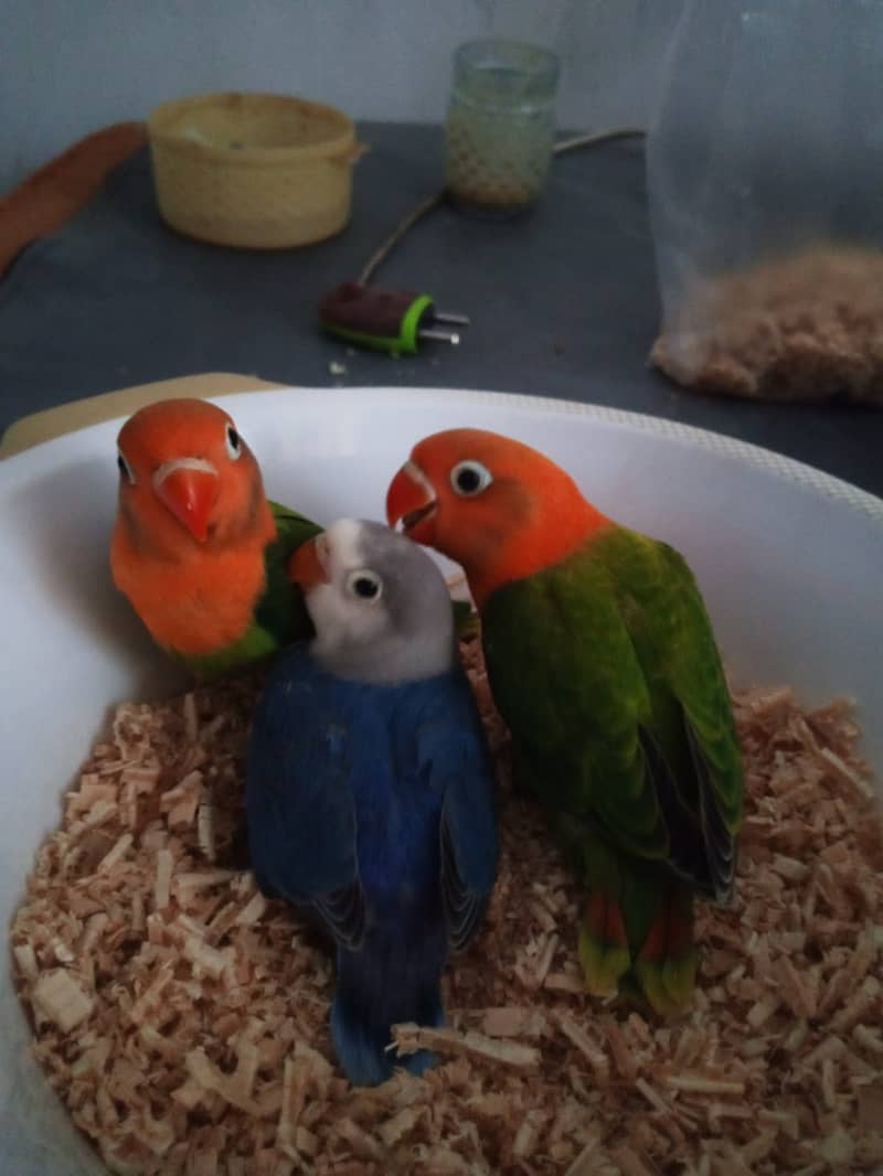 Love birds breeder pair with fertile eggs 1