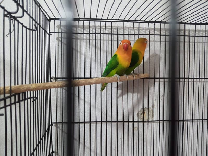 Love birds breeder pair with fertile eggs 2