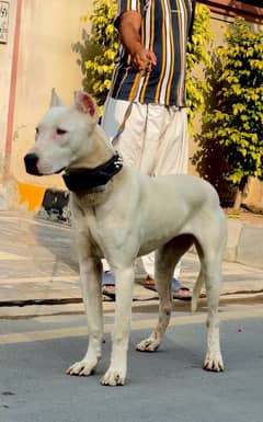 dogo argentino 03234696626