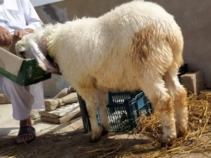 Larkana sheep 1