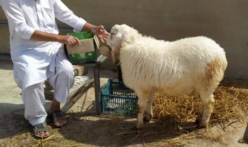 Larkana sheep 2