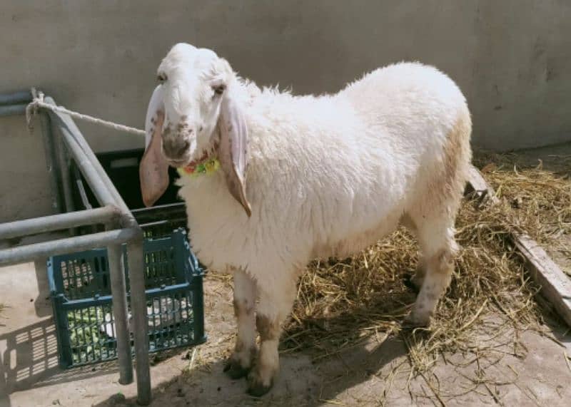 Larkana sheep 3