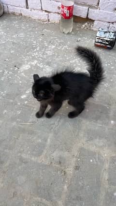 Persion cat black color ayam sami nasal hai achi hai tripple coated