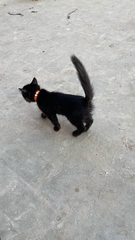 Persion cat black color ayam sami nasal hai achi hai tripple coated 1