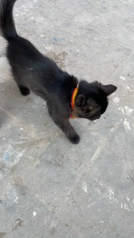 Persion cat black color ayam sami nasal hai achi hai tripple coated 2