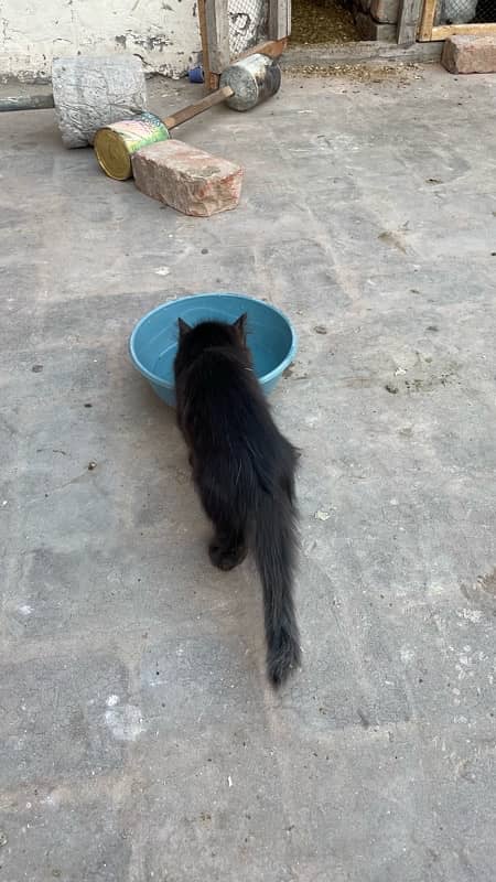 Persion cat black color ayam sami nasal hai achi hai tripple coated 3