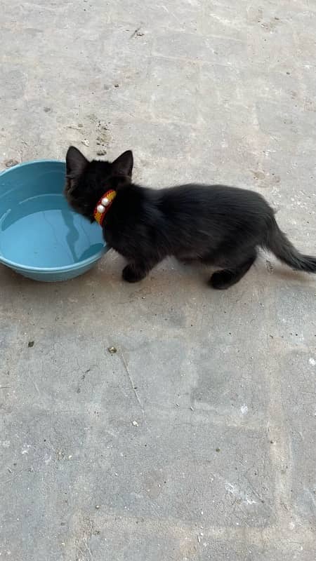 Persion cat black color ayam sami nasal hai achi hai tripple coated 4