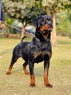 Rottweiler 03234696626