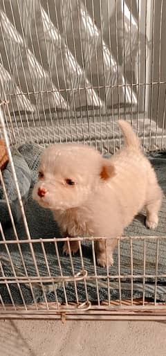 Russian podlle puppy