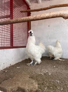 6k pr piece Home Breed Silkie male breedr 5fingr blue eyer