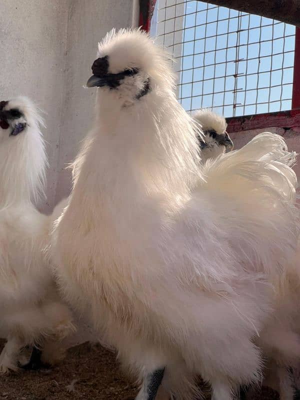 6k pr piece Home Breed Silkie male breedr 5fingr blue eyer 2