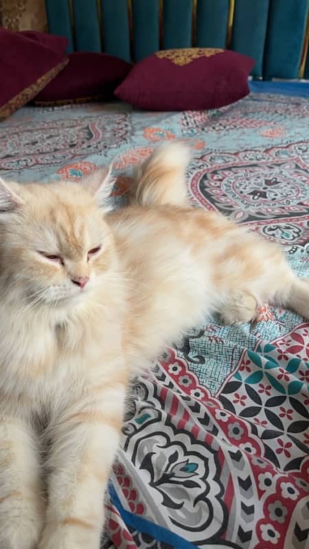 Maine Coon Breed Female Cat 1