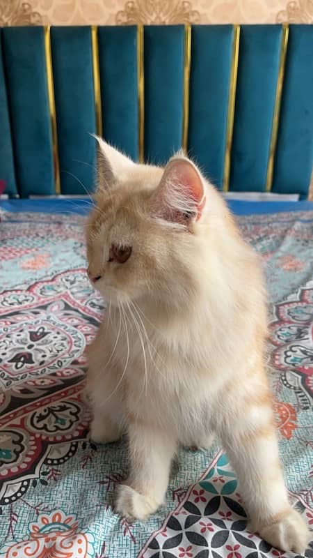 Maine Coon Breed Female Cat 2