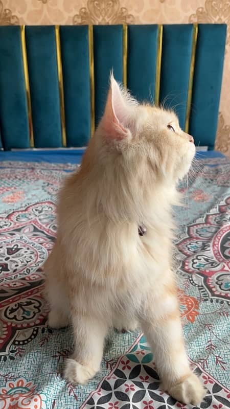 Maine Coon Breed Female Cat 4